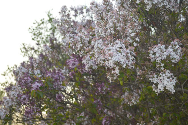 丁香花.png 丁香花.png