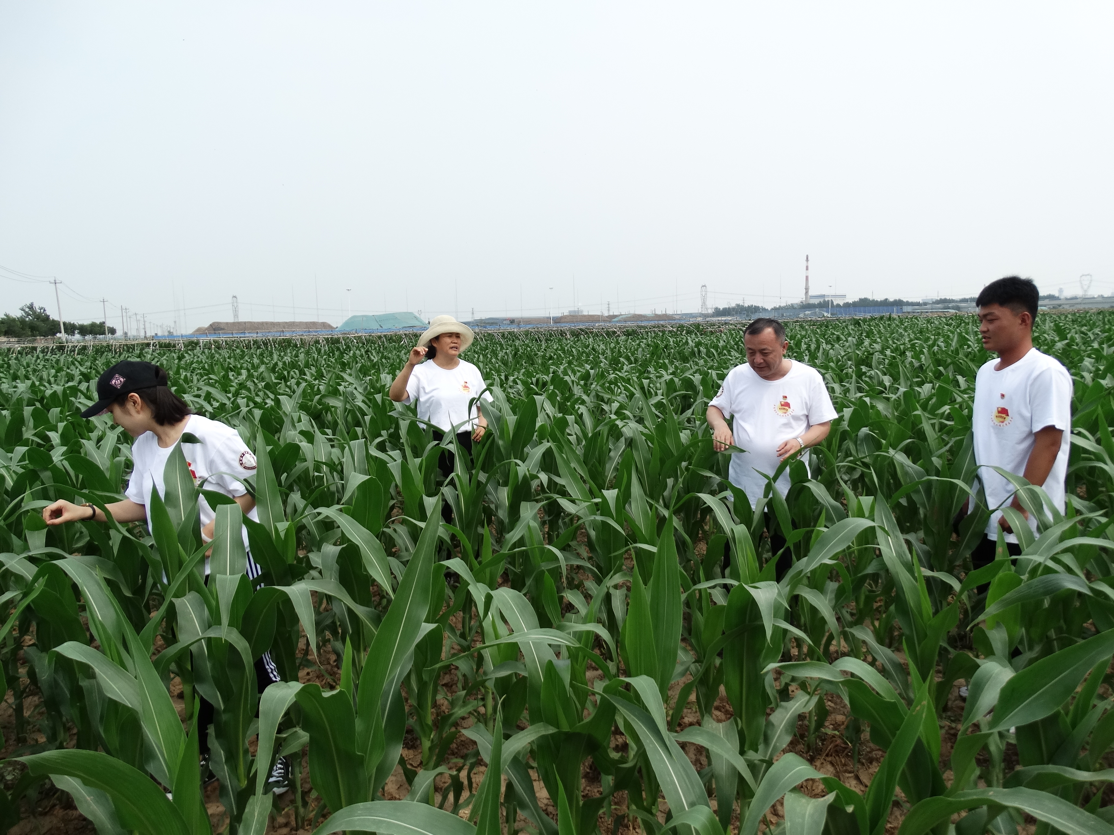 查看玉米长势.JPG