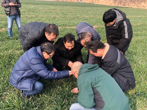 a1d79a3c06b44ac2a6ed4492712b2af0.jpg 在兴平市麦田调查_副本.jpg