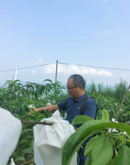 6月29日，汪立开展水蜜桃病虫害防治指导