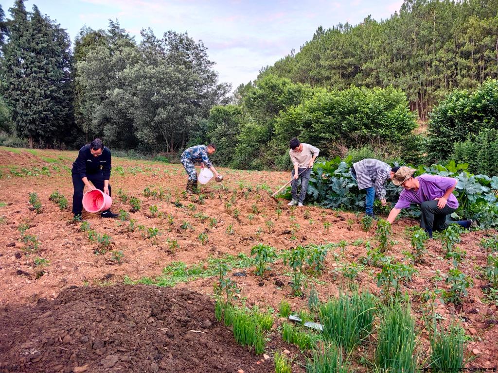 在菜地开展义务劳动.jpg