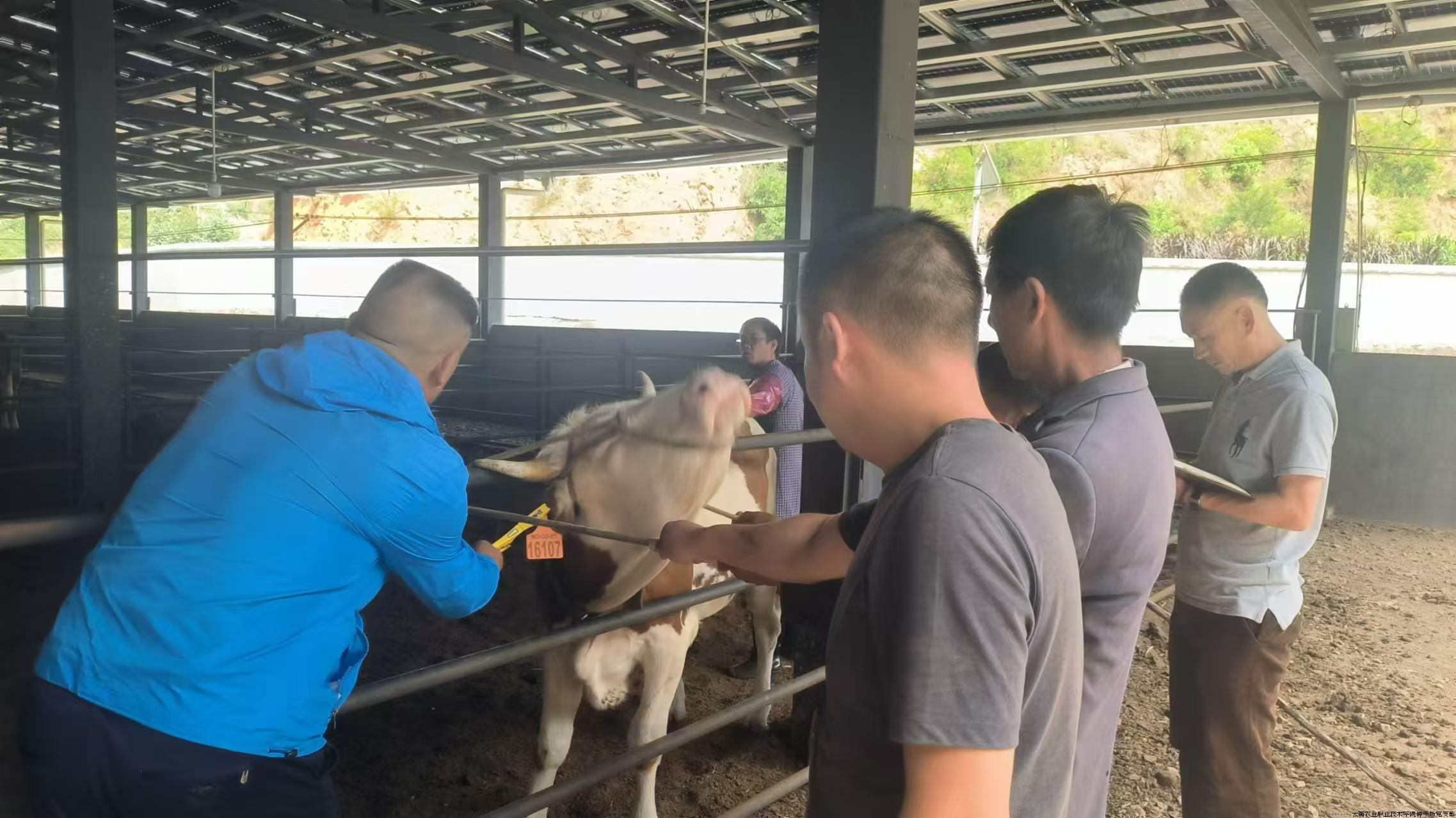 在大理云鹿汇肉牛养殖基地为受体牛打新耳号.jpg 在大理云鹿汇肉牛养殖基地为受体牛打新耳号.jpg